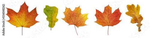 Wallpaper Mural Collection of autumn leaves isolated on white background. High resolution.  Torontodigital.ca