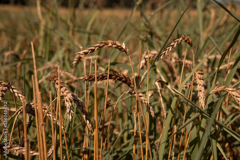 Ears of wheat on the field