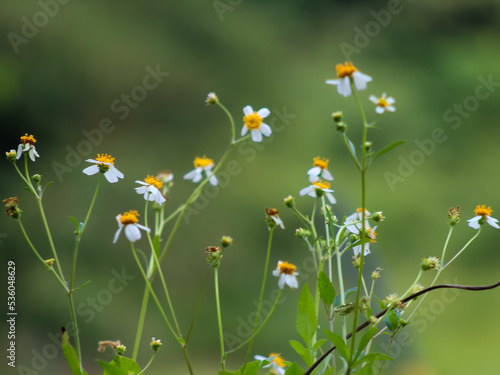 Wallpaper Mural small white flowers commonly called Bidens alba. Flowers belonging to the Asteraceae family, are best known as shepherd's needle, beggar's needle, Spanish needle or butterfly needle. Torontodigital.ca