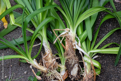 Digging up and repotting agapanthus, African lily 