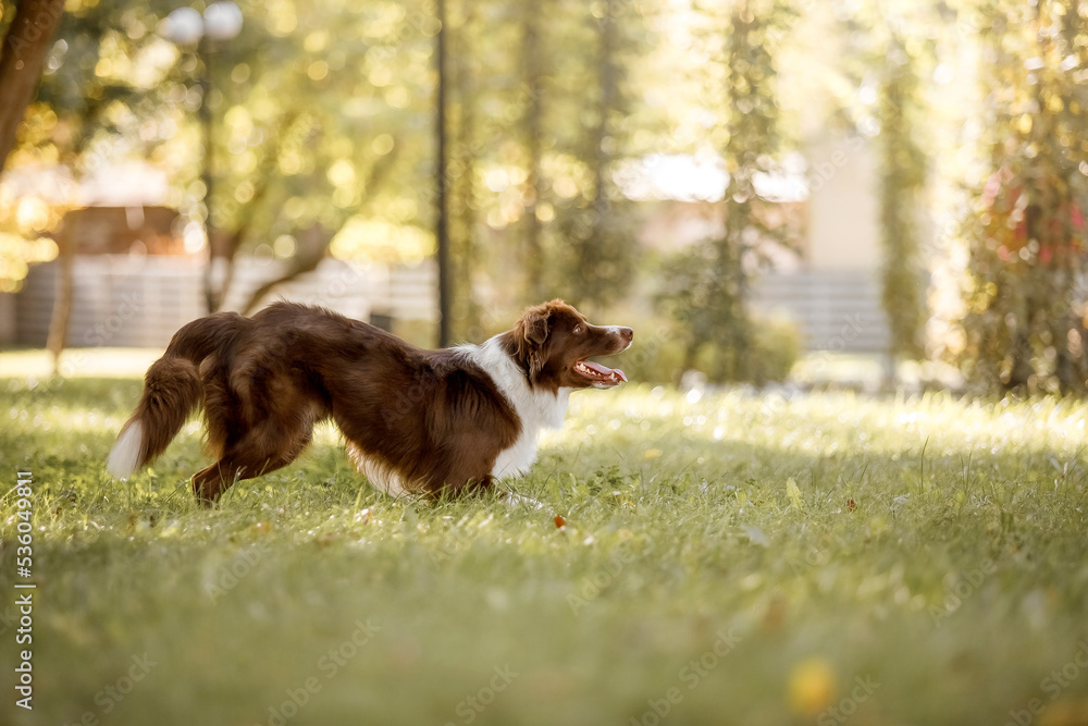 Border Collie dog at the park. Walking with dog. Lifestyle pet photo. Dog portrait. Border Collie dog at the park. Walking with dog. Lifestyle pet photo. Dog portrait.