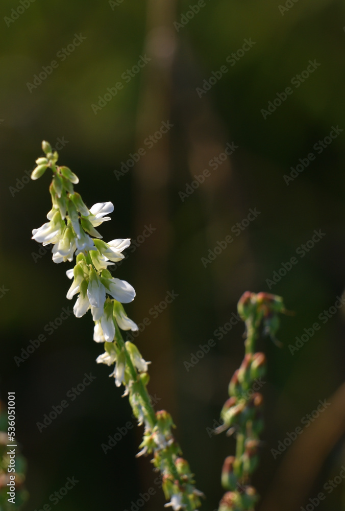 Fototapeta premium white melilot flowers