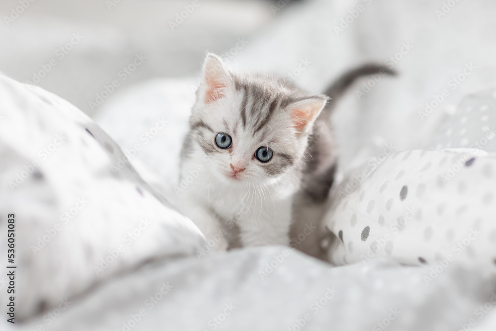 Britisch Kurzhaar Katze im Bett - Katzenkind in silver tabby