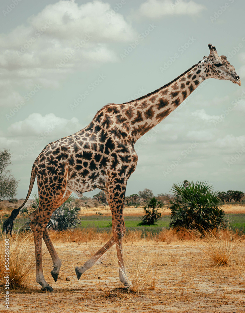 Obraz premium The tall and majestic giraffe is walking through the plain savannah.