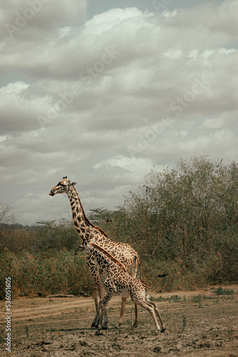 The tall and majestic giraffe is walking through the plain savannah.