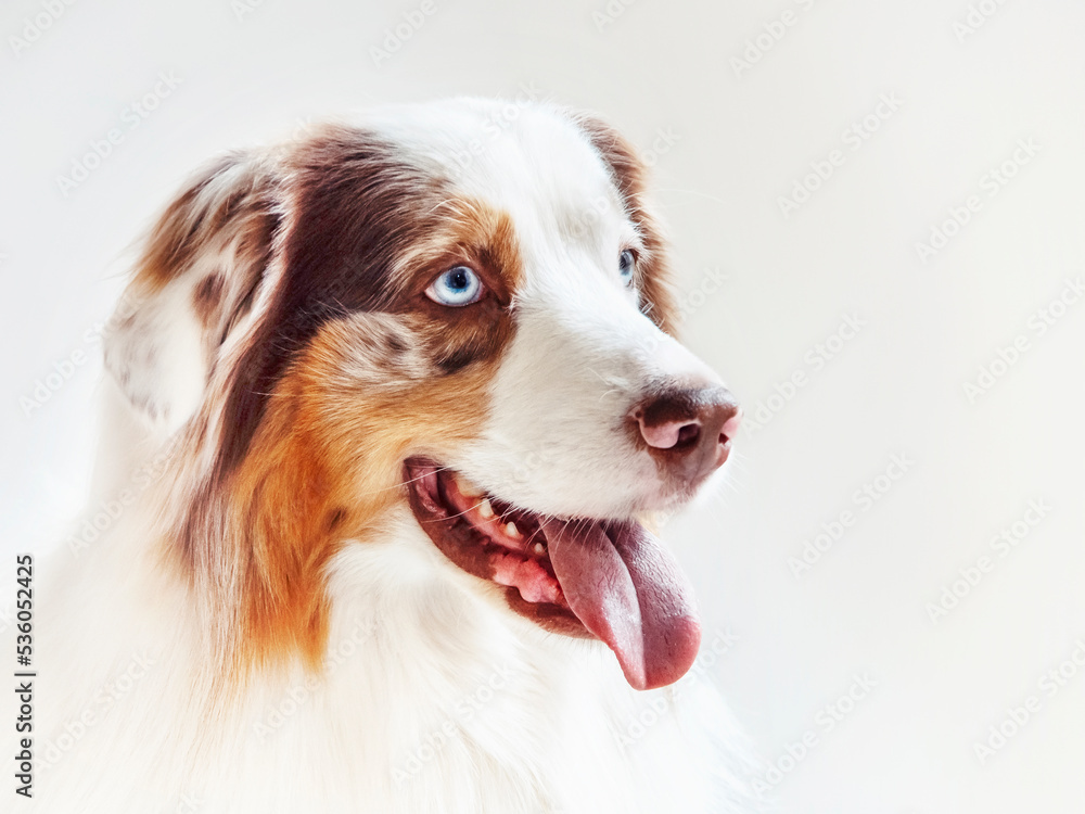 Funny Australian Shepherd Dog Aussie Smiling sticking out your tongue