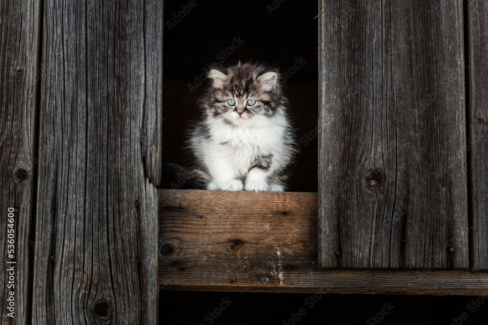 Obraz premium Kätzchen im Stall