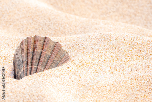 A close up of a decorative scallop shell stuck in beige fine sand on the beach in summer season with copy space on the right side and selective focus on the seashell in the left middle of the image.