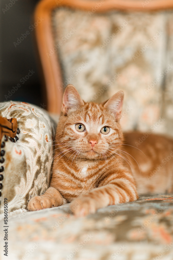 Obraz premium rote Hauskatze