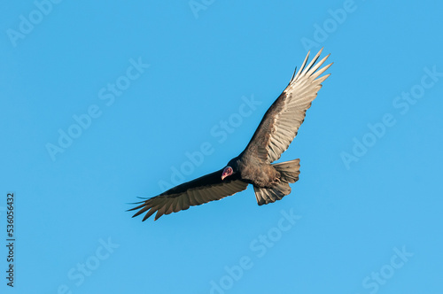 Turkey Vulture, ,planning in flight, Patagonia, Argentina