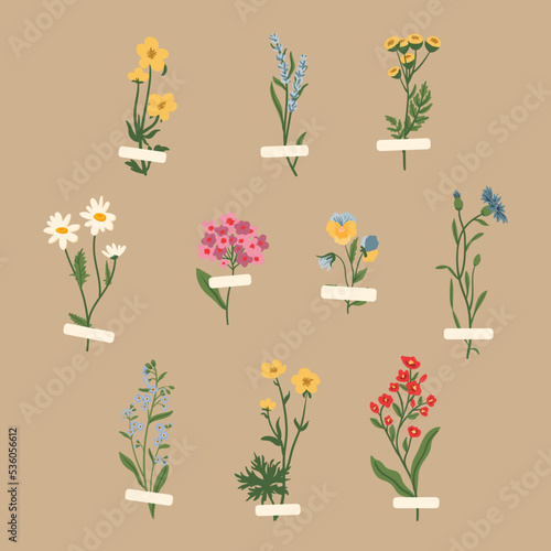 Wild flowers vector collection. herbs, herbaceous flowering plants, blooming flowers, subshrubs isolated. Hand drawn flat botanical vector illustration. Buttercups, pansy, tansy, cornflower, lavender