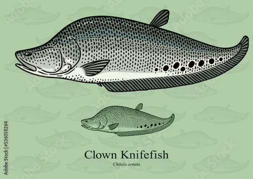 Clown Knifefish. Vector illustration with refined details and optimized stroke that allows the image to be used in small sizes (in packaging design, decoration, educational graphics, etc.) photo