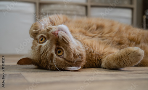 Cute ginger cat with yellow eyes is lying on the floor