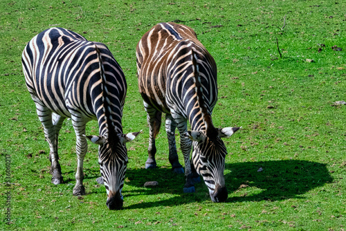 Plains zebra known as the common or maneless zebra, equus quagga borensis or equus burchellii - Kenya photo