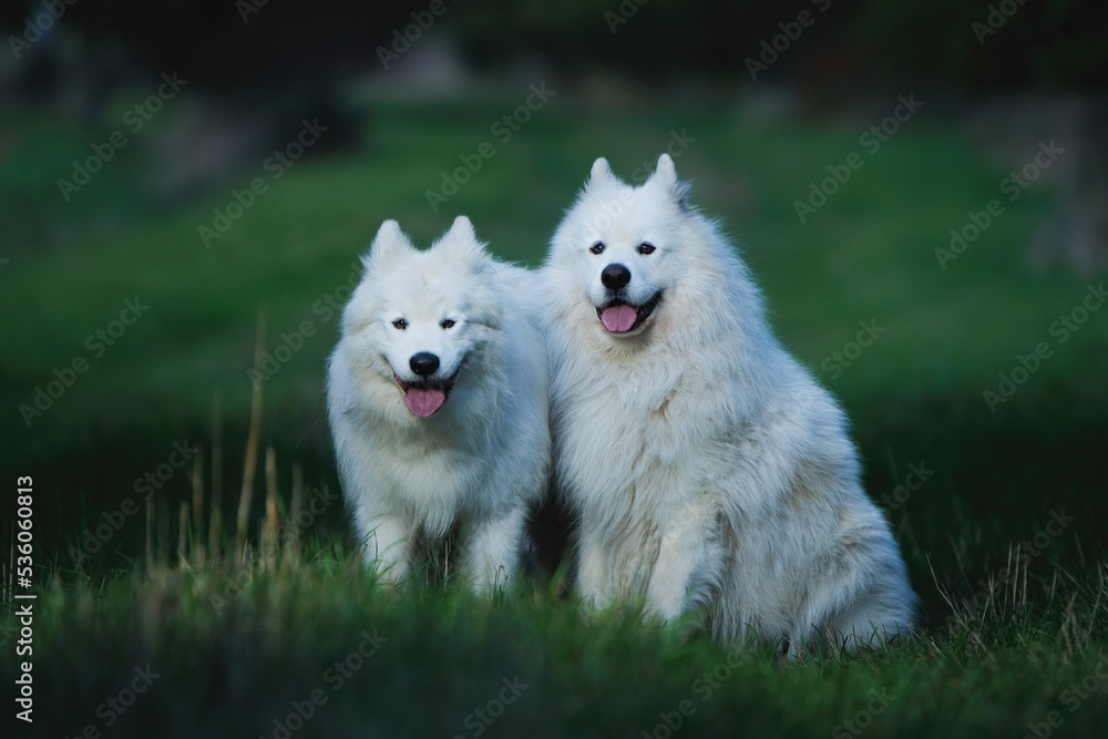 Nordic dog Samoyed Nordic dog Samoyed