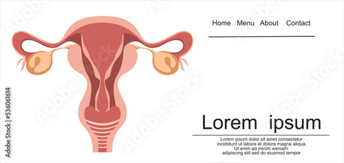 Female Reproductive System