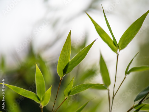 bamboo leaves in the sunlight