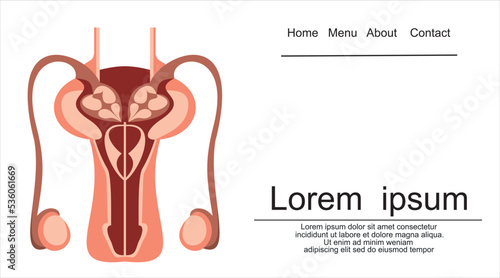 Male Reproductive System Vector Diagram On white Background