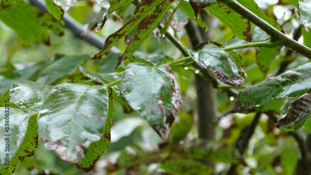 Raindrops drip on the yellowed leaves on the branches of the tree. Autumn and rainy season. Raindrops drip on the yellowed leaves on the branches of the tree. Autumn and rainy season.