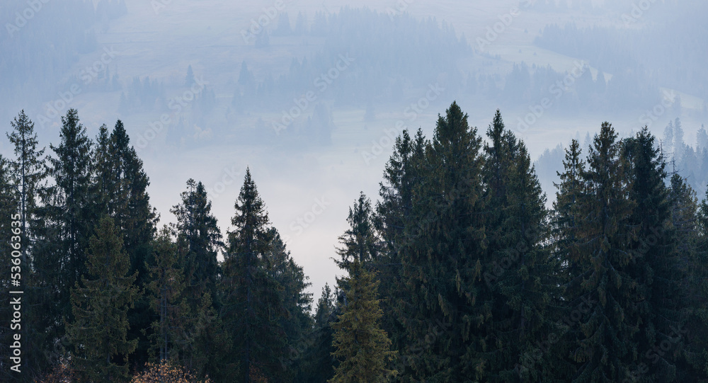 Spruce forest trees in front of foggy mountain hills in the morning. Wide panoramic landscape.
