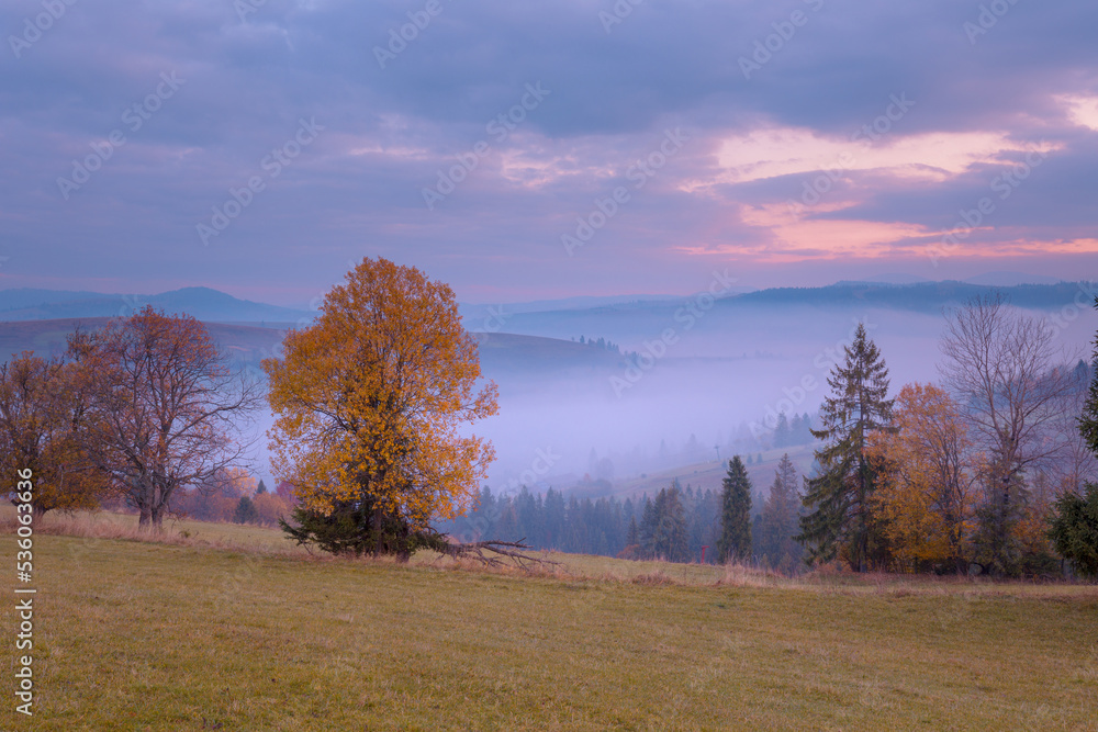 Beautiful autumn scenery of foggy valley at Carpathian mountains at early morning before sunrise. Grass hill with yellow trees in the foreground. Beautiful autumn scenery of foggy valley at Carpathian mountains at early morning before sunrise. Grass hill with yellow trees in the foreground.
