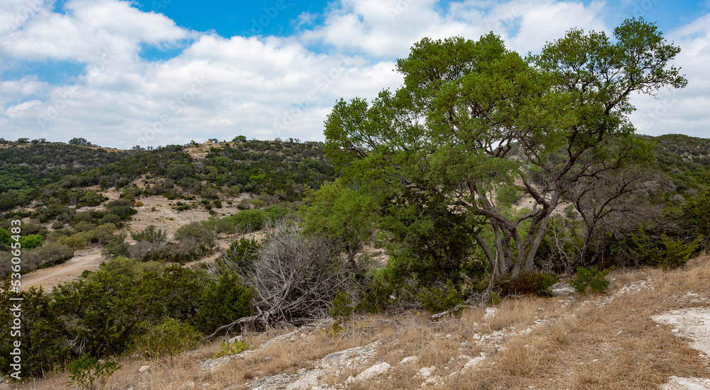 Mesquite tree overlooking a valley in Texas Hill Country
