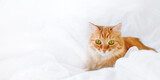 Cute ginger cat with funny expression on face lies in bed. Fluffy pet lies with comfort on white linen. White background with copy space.