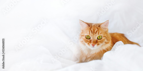 Cute ginger cat with funny expression on face lies in bed. Fluffy pet lies with comfort on white linen. White background with copy space.