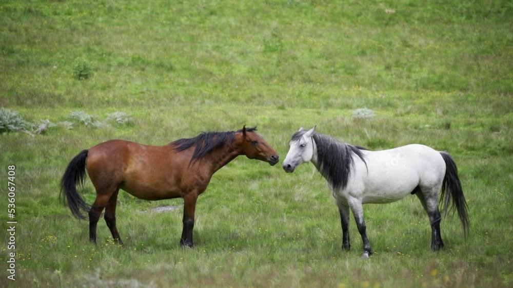 two horses on green grass - gray and brown horses graze and play in the meadow in the mountains Green grass and flowers in the background. Free grazing cattle in the mountains two horses on green grass - gray and brown horses graze and play in the meadow in the mountains Green grass and flowers in the background. Free grazing cattle in the mountains