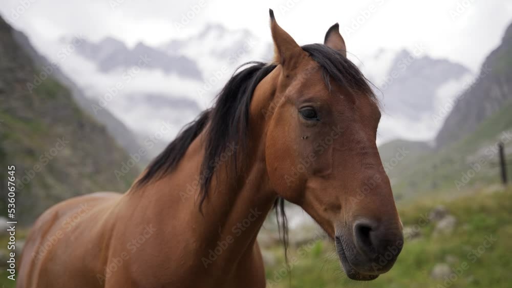 Close-up of a beautiful brown horse eating grass in a mountain pasture. Front view. Close-up of a beautiful brown horse eating grass in a mountain pasture. Front view.