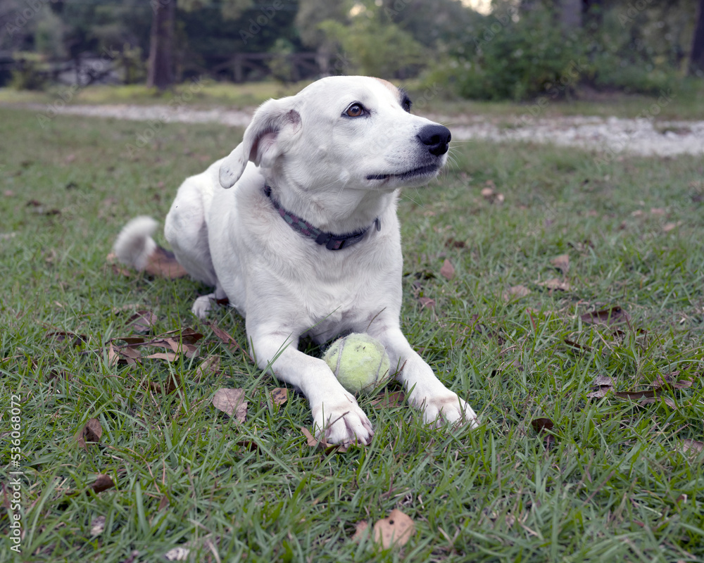 A white dog with a tennis ball