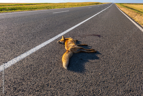 dead red fox on the road. Problem of the absence of obstacles on high-speed roads photo
