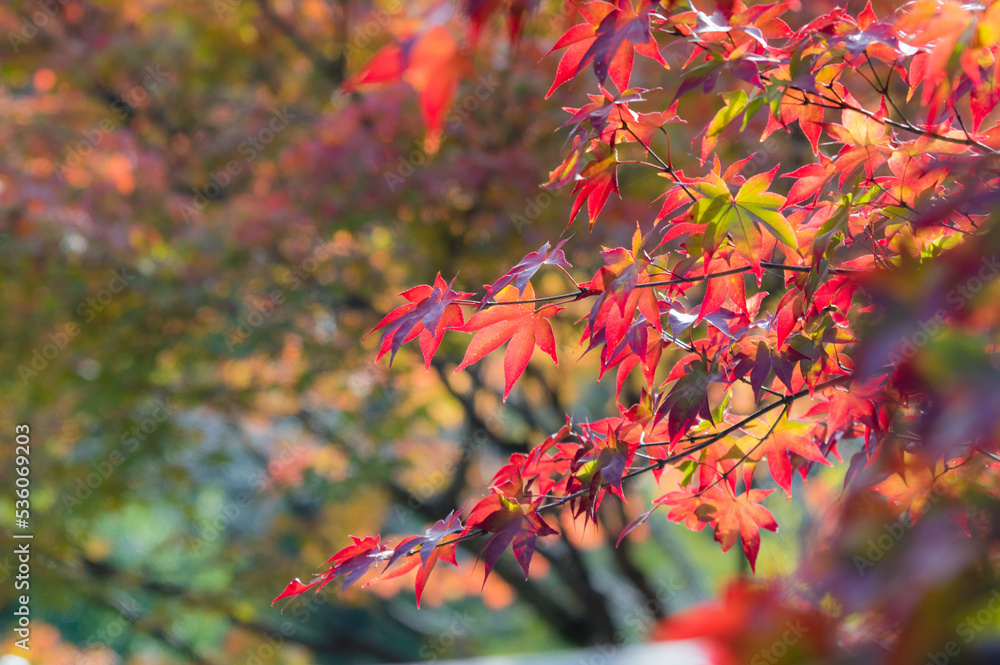 天野山金剛寺(大阪府河内長野市)の紅葉