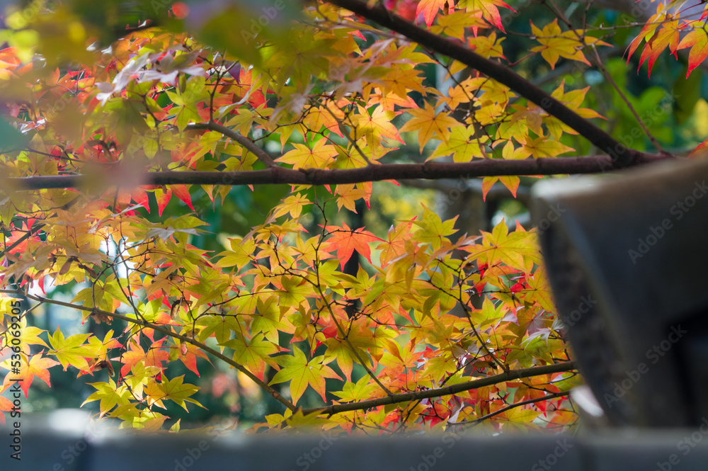 天野山金剛寺(大阪府河内長野市)の紅葉
