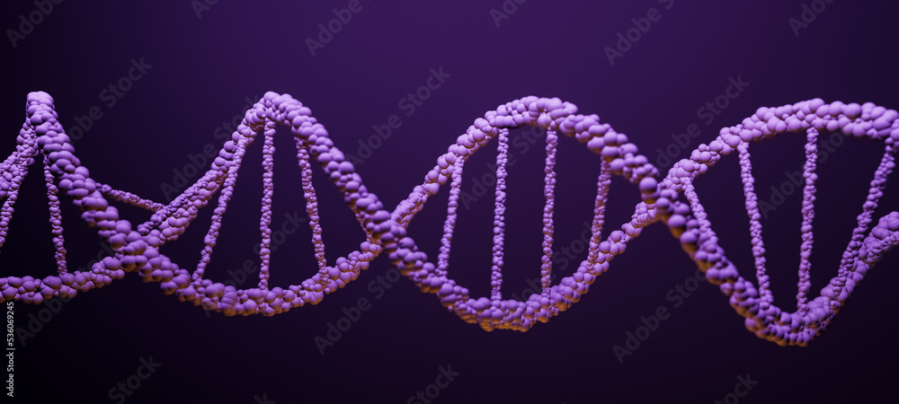 Deoxyribonucleic acid DNA, purple structure of double helix molecule, Polynucleotide chains, atoms, strands of human genetic structure 3D model illustration