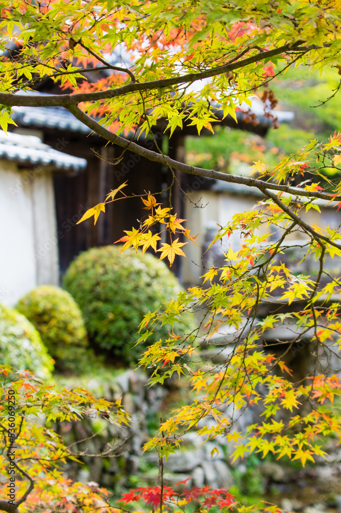 天野山金剛寺(大阪府河内長野市)の紅葉