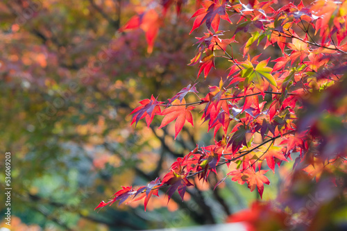 Obraz na płótnie 天野山金剛寺(大阪府河内長野市)の紅葉 w salonie