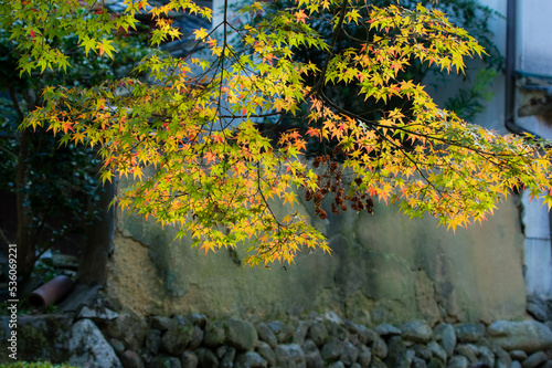 Obraz na płótnie 天野山金剛寺(大阪府河内長野市)の紅葉 w salonie