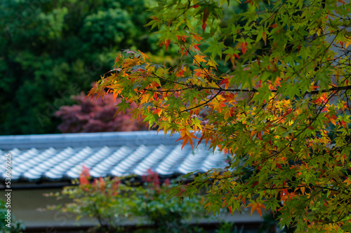 Obraz na płótnie 天野山金剛寺(大阪府河内長野市)の紅葉 w salonie