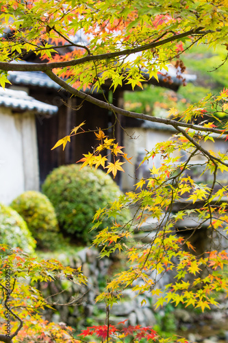 Obraz na płótnie 天野山金剛寺(大阪府河内長野市)の紅葉 w salonie