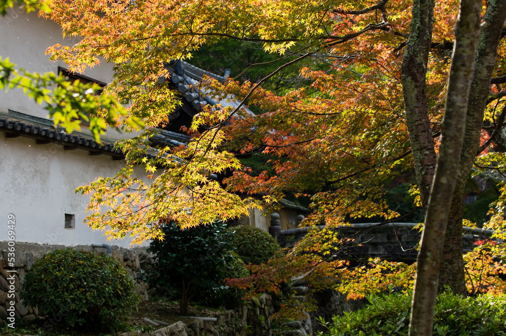天野山金剛寺(大阪府河内長野市)の紅葉