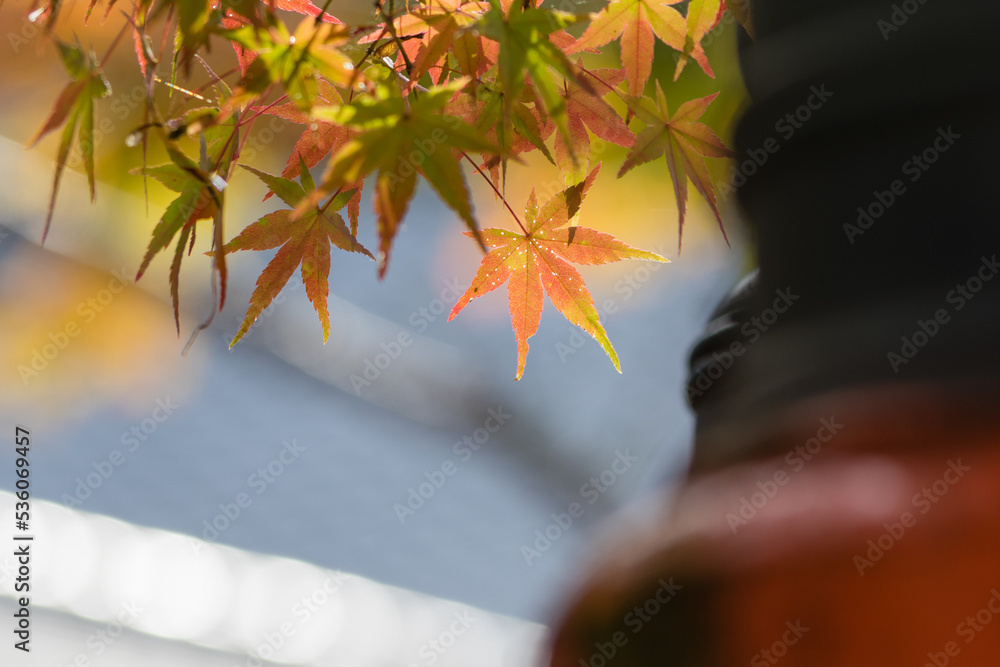 天野山金剛寺(大阪府河内長野市)の紅葉