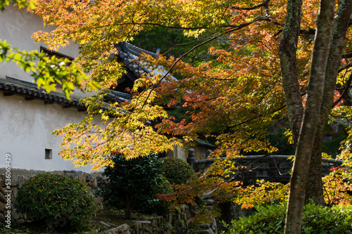 Obraz na płótnie 天野山金剛寺(大阪府河内長野市)の紅葉 w salonie
