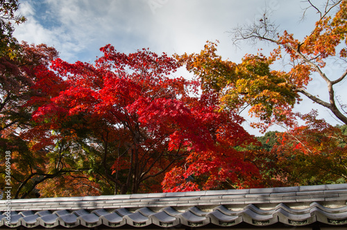 天野山金剛寺（大阪府河内長野市）の紅葉