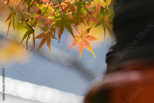 天野山金剛寺（大阪府河内長野市）の紅葉