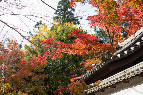 Obraz na płótnie 天野山金剛寺(大阪府河内長野市)の紅葉 w salonie