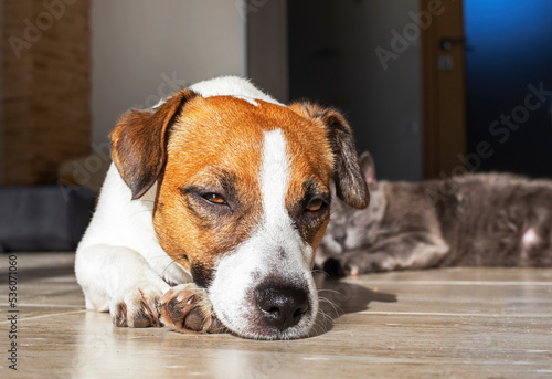 cute jack russell terrier falls asleep in the sun in the home interior, horizontal