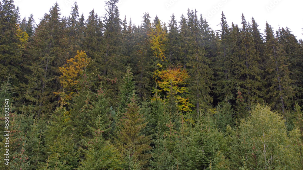 Aerial top view of autumn pine forest in Carpathians. Drone photography Aerial top view of autumn pine forest in Carpathians. Drone photography