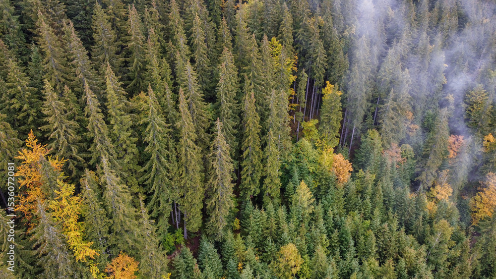 Aerial top view of autumn pine forest in Carpathians. Drone photography Aerial top view of autumn pine forest in Carpathians. Drone photography