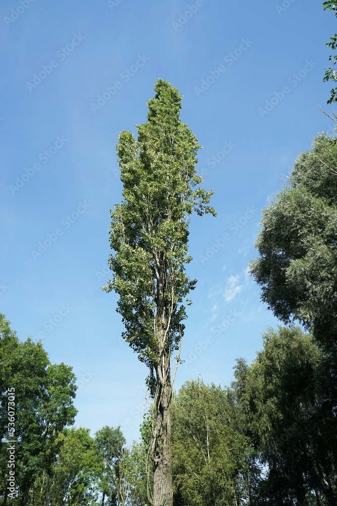 Fototapeta premium Column poplar in summer under a blue sky 